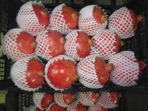 خرید فوم توری بسته بندی میوه در رنگ های مختلف